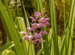 Eulophia roempleriana