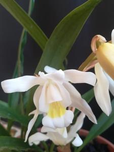 Coelogyne mossiae