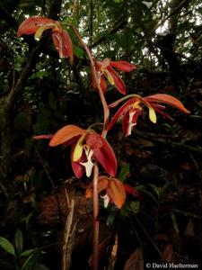 Houlletia odoratissima