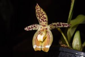 Bulbophyllum membranifolium subsp. membranifolium