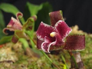 Lycaste brevispatha