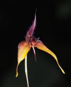 Bulbophyllum nasica