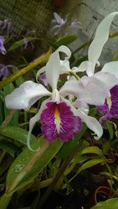 Cattleya maxima