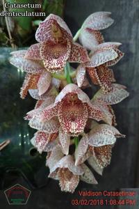 Catasetum denticulatum