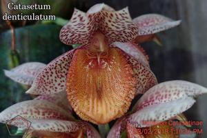 Catasetum denticulatum