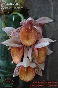 Catasetum denticulatum