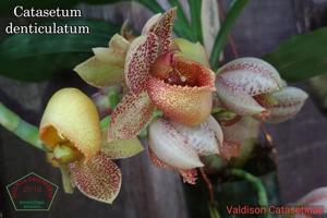 Catasetum denticulatum