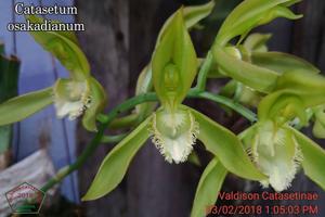 Catasetum osakadianum