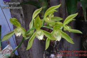 Catasetum osakadianum