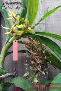 Cycnoches pentadactylon