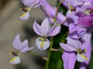 Barkeria whartoniana