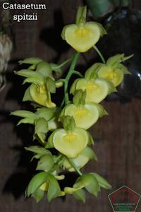 Catasetum spitzii