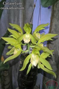 Catasetum osakadianum