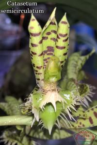 Catasetum semicirculatum