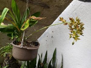 Catasetum socco