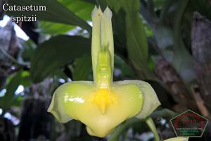 Catasetum spitzii