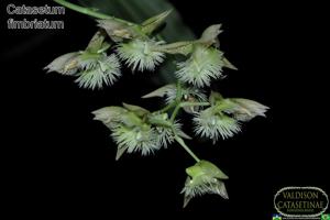 Catasetum fimbriatum