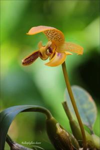 Bulbophyllum dearei