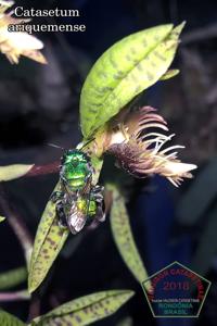 Catasetum ariquemense