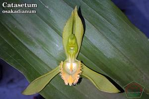 Catasetum osakadianum