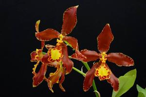 Rossioglossum splendens