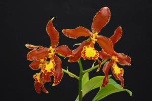 Rossioglossum splendens