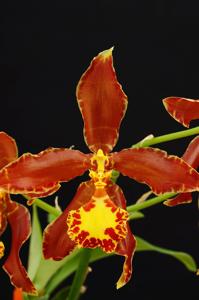 Rossioglossum splendens