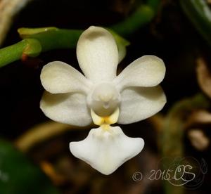 Phalaenopsis parishii