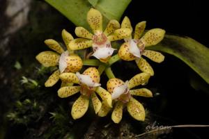 Gastrochilus patinatus