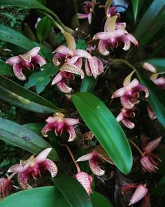 Bulbophyllum lobbii subsp. breviflorum