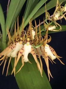 Brassia cochleata