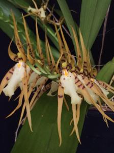 Brassia cochleata