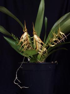 Brassia cochleata