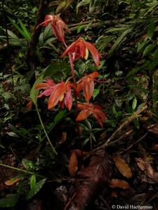 Houlletia odoratissima