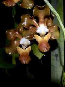 Vanda sumatrana