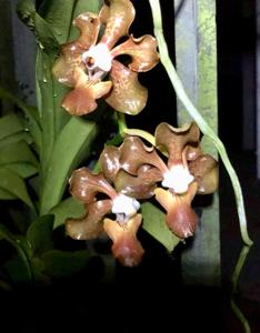 Vanda sumatrana