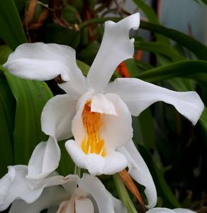 Coelogyne cristata