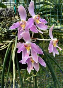 Paraphalaenopsis laycockii