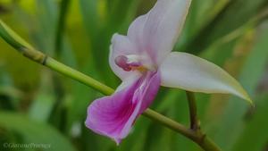 Miltonia regnellii