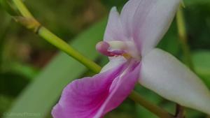 Miltonia regnellii