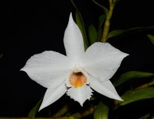 Dendrobium wattii