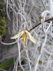 Barkeria obovata