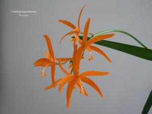 Cattleya neokautskyi