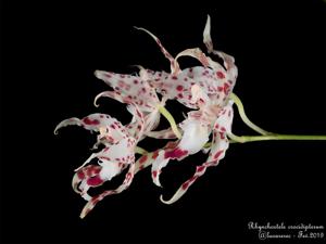 Oncidium crocidipterum