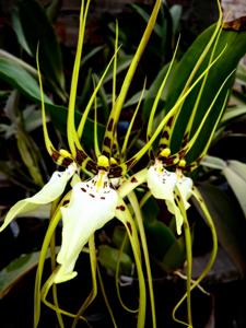 Brassia caudata