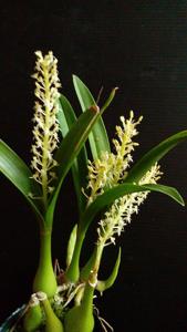 Liparis viridiflora