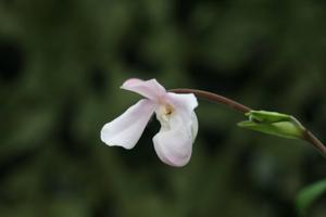 Phragmipedium andreettae