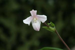 Phragmipedium andreettae