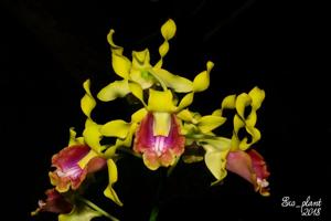 Dendrobium dedeksantosoi