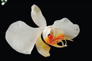 Phalaenopsis amabilis